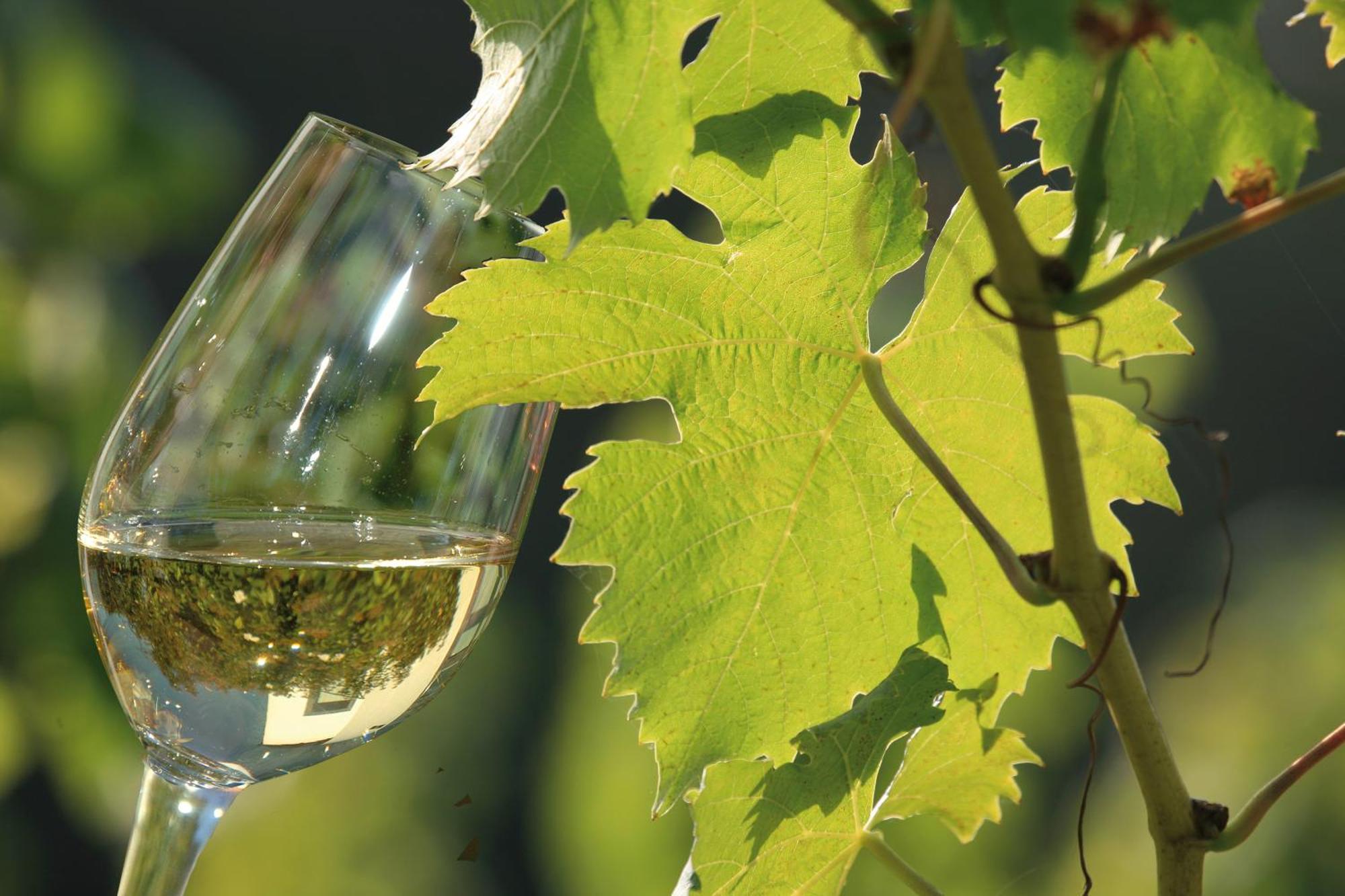 Апартаменты Weingut Rosenbaum Бридель Экстерьер фото